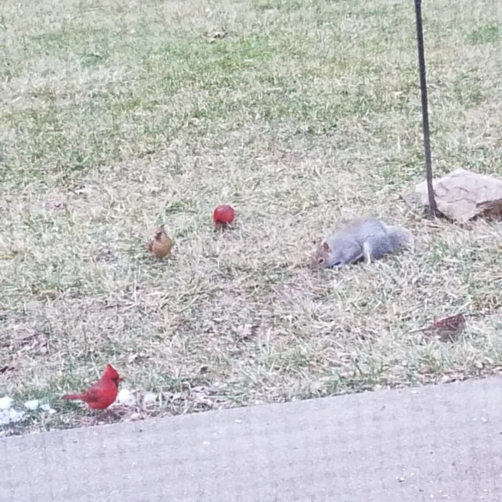 Dennis Blevins Land Surveyor