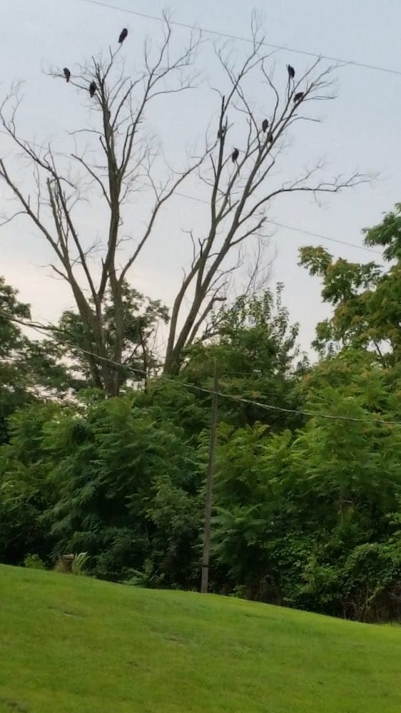 George E Nagel & Associates Inc