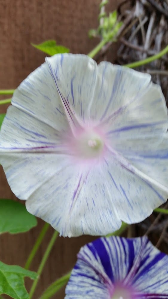 Schissler Land Surveying