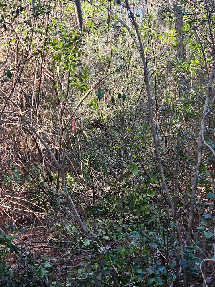 M Shelton Bordeaux Surveying