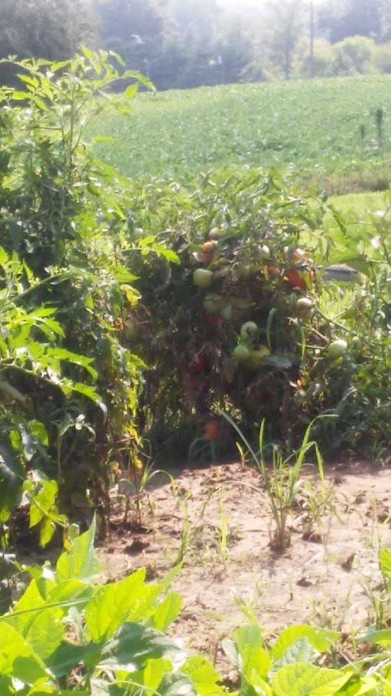 Gentry Land Surveying LLC