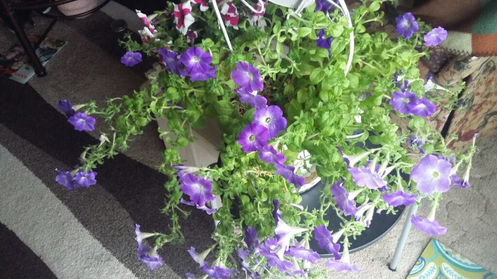 Adams Surveying & Consulting