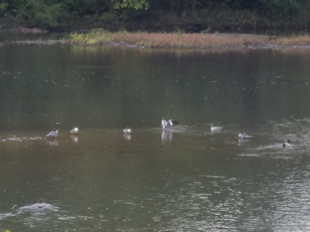 James P Hunter Associates