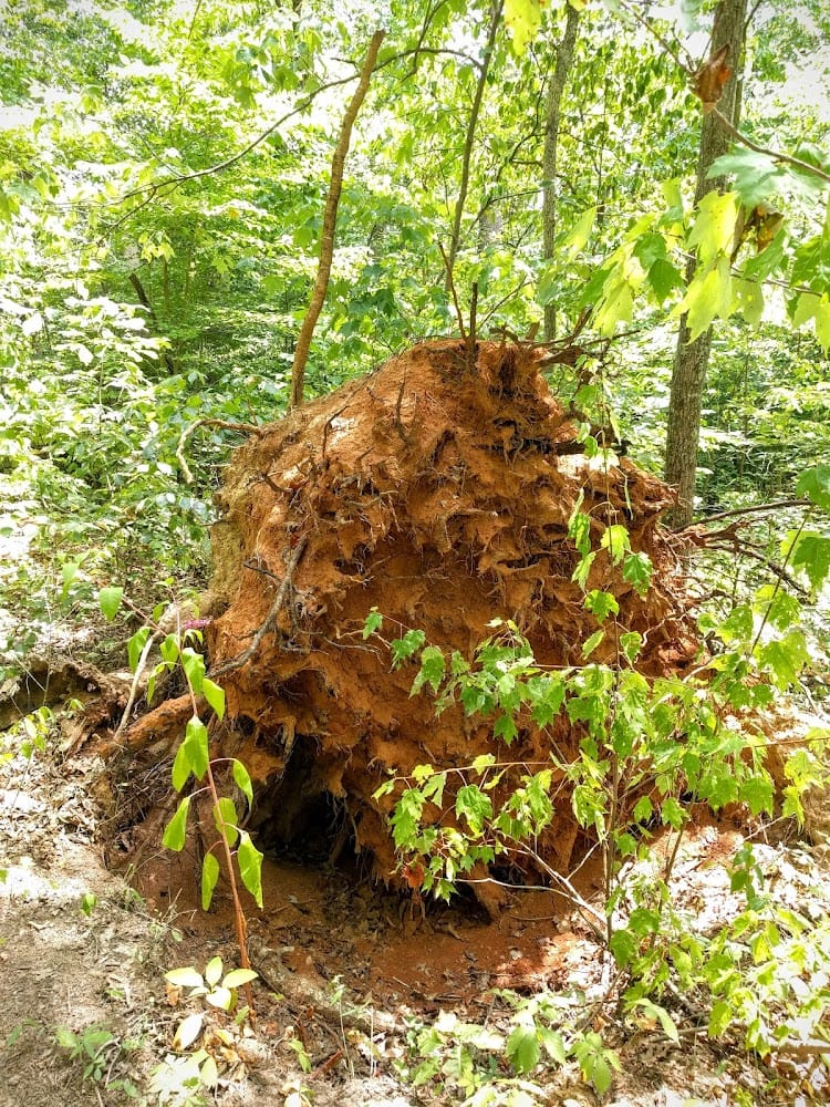 Trotter-Mc Clellan Inc