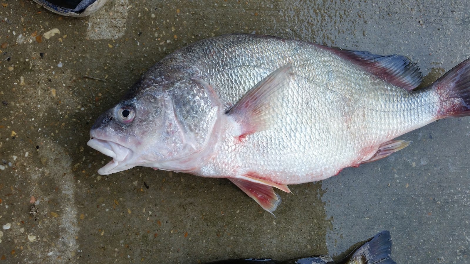 Mc Rae Land Surveying Inc