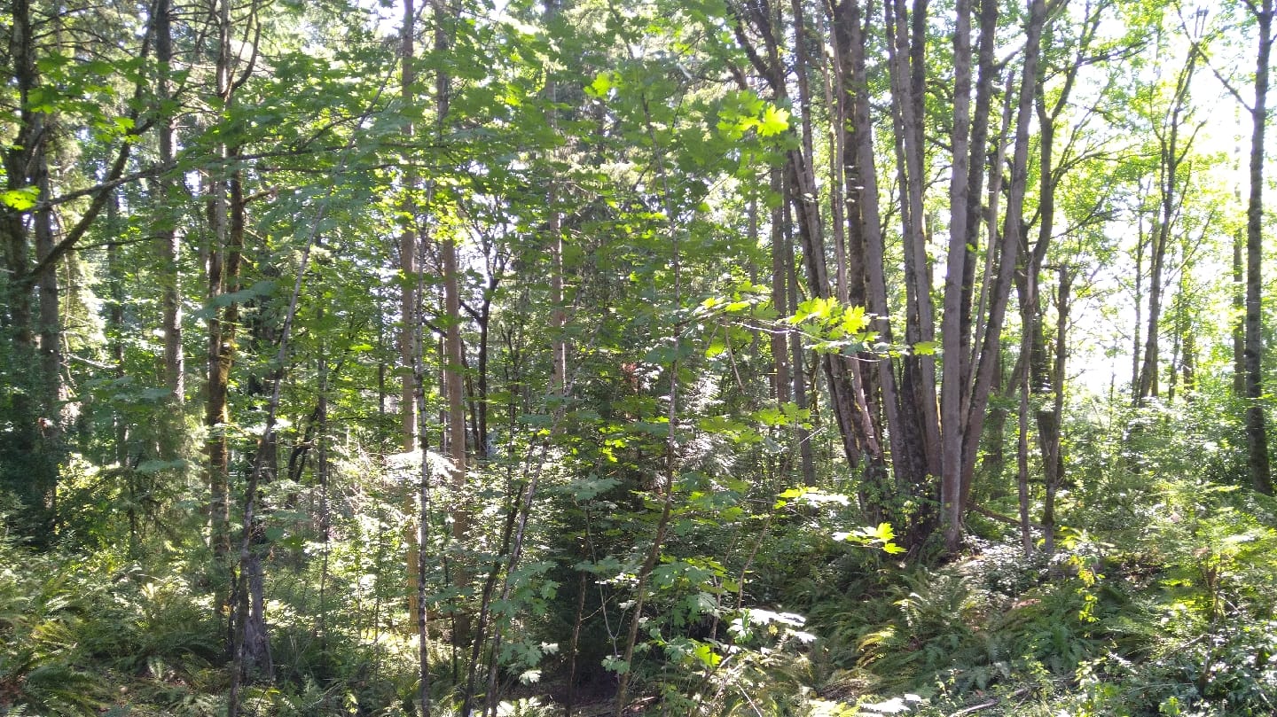 Allied Land Surveying