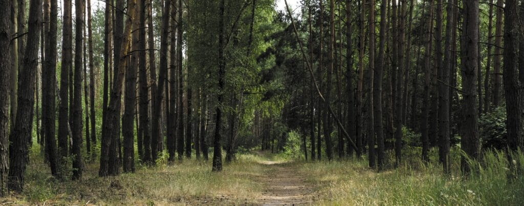 Bird Forestry