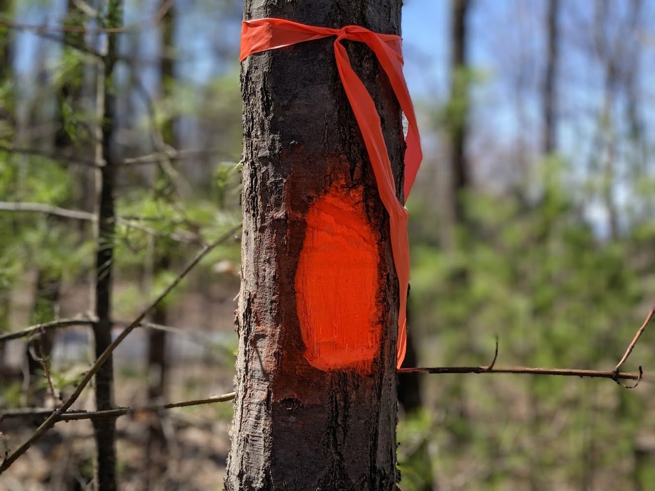 Morningstar Engineering & Land Surveying LLC