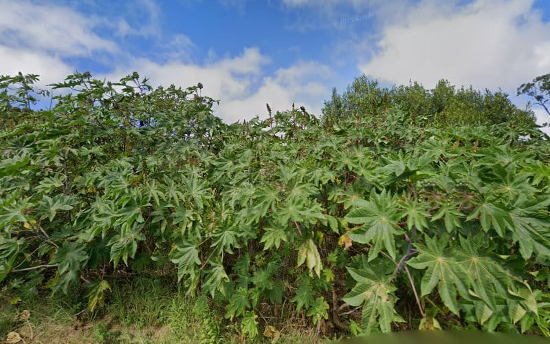 Cassera & Christescu