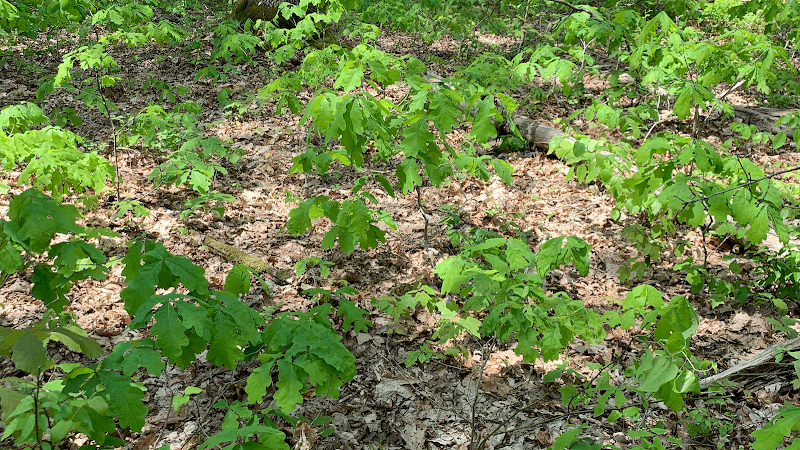 Forest Land Services Consulting Foresters