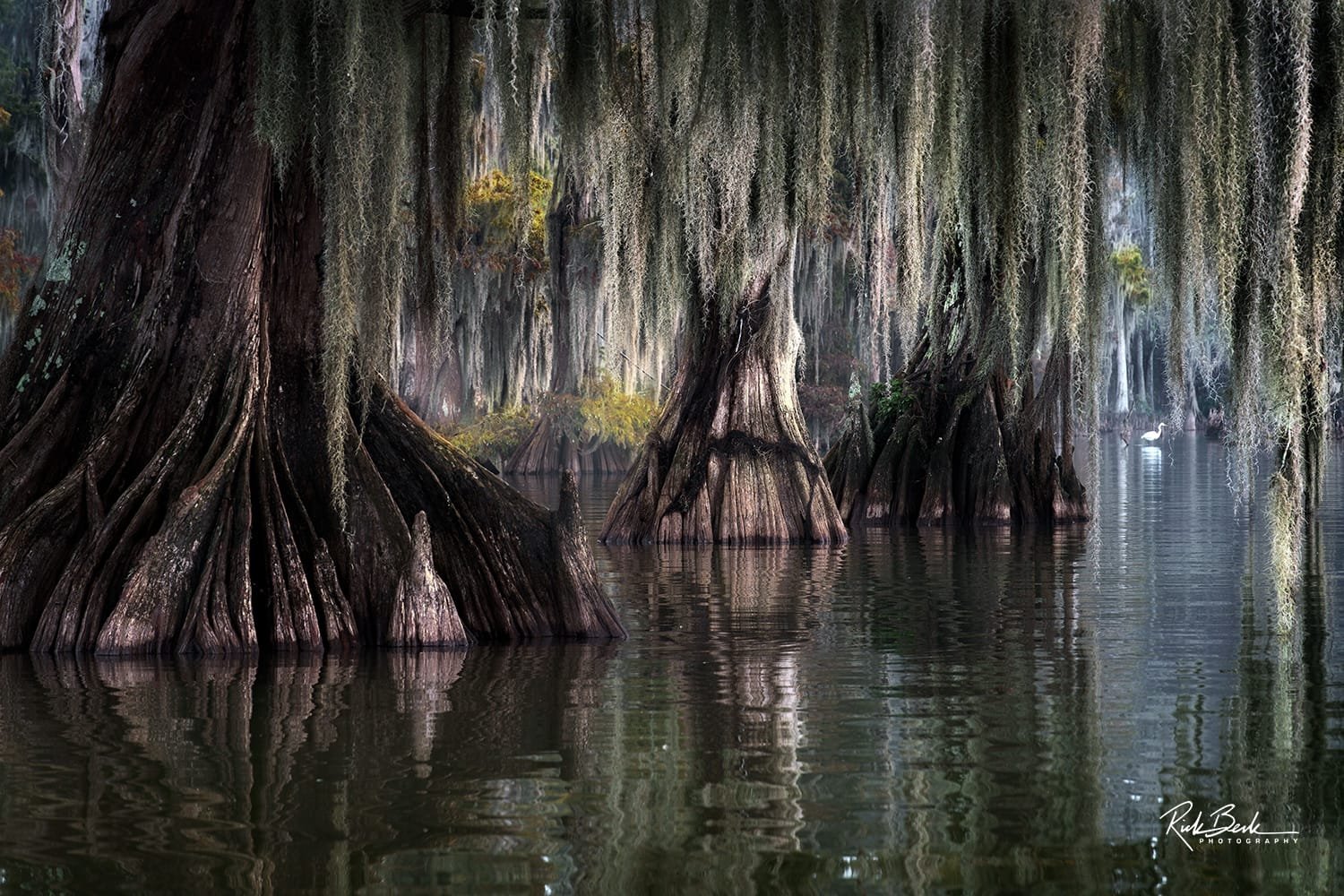 Louisiana Whispers of the Bayou