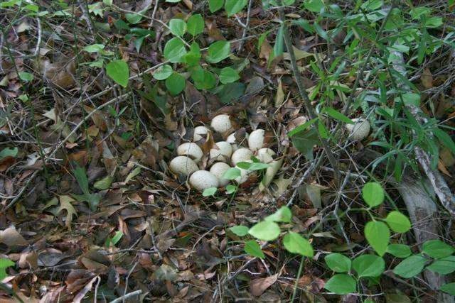 Tanner & Associates - Land Surveyors