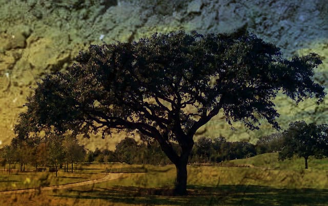 Thompson Land Engineering