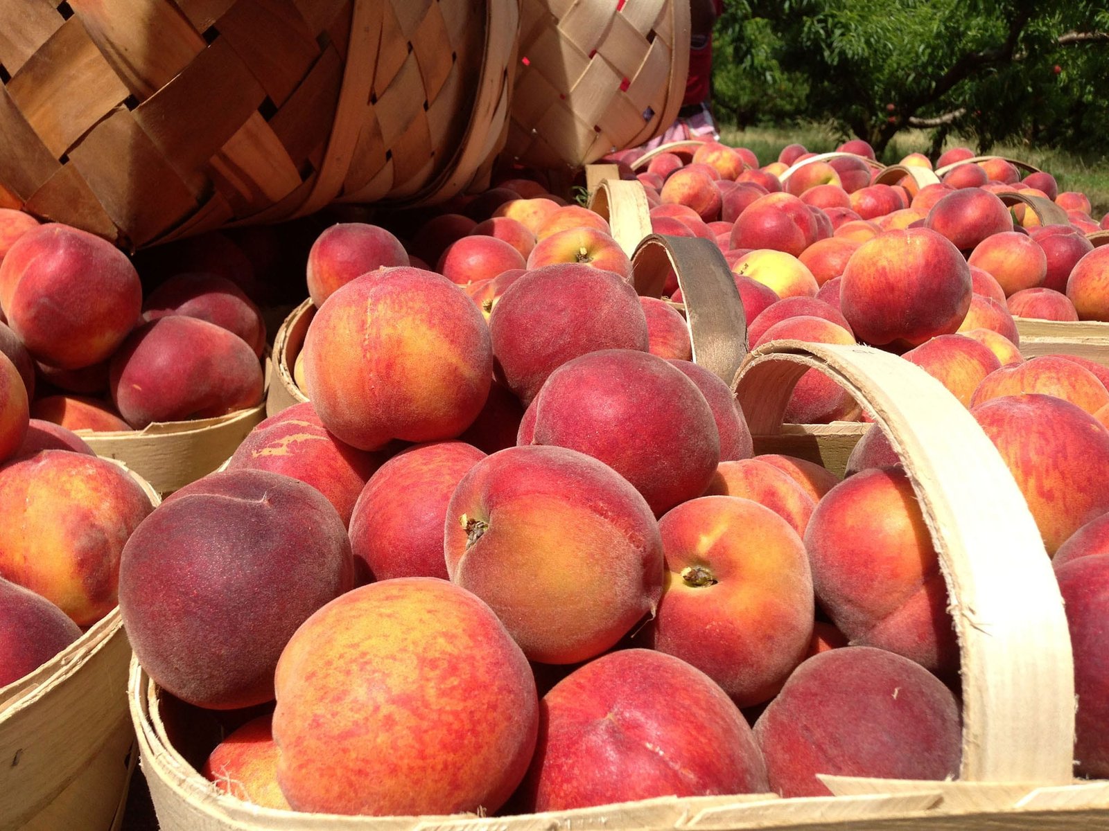 georgia-belle-peaches